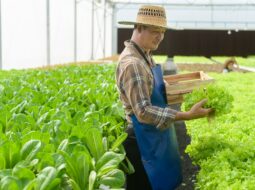 Transforming Agriculture Businesses Key Strategic Management Practices for Success